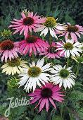 Echinacea Lustre Hybr